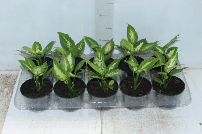 <h4>DIEFFENBACHIA TROPIC MARIANA P11</h4>
