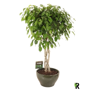 Ficus benj. Exotica flat braid in keramiek rond groen