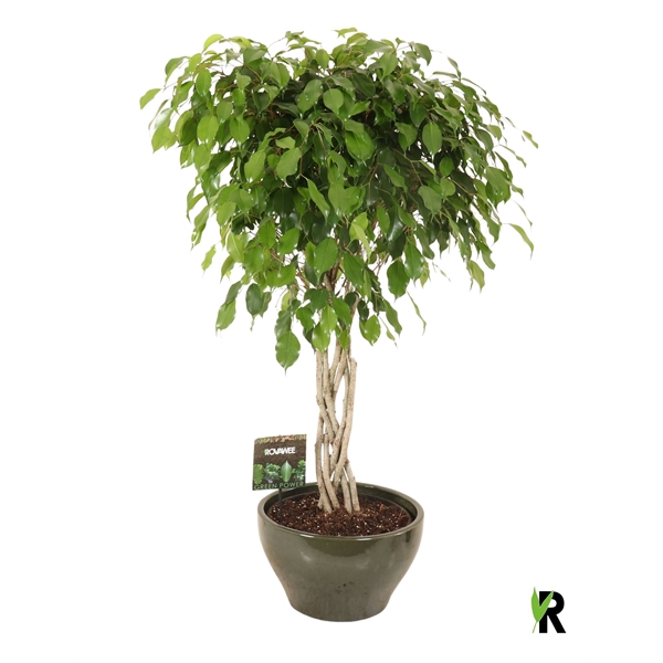 <h4>Ficus benj. Exotica flat braid in keramiek rond groen</h4>