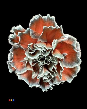 Dianthus St Menthol Red