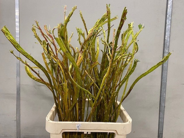<h4>Salix Bandwilg Oude Spoorbaan</h4>