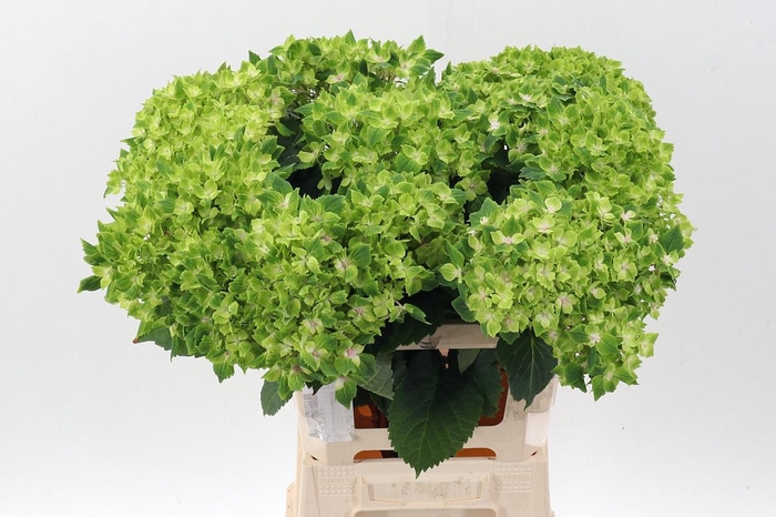 <h4>Hydr M Mag Rhapsody</h4>