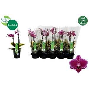 PHAL MF MAGIC LEAF