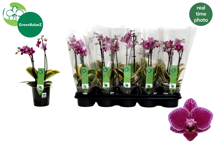 <h4>PHAL MF MAGIC LEAF</h4>