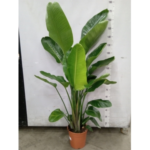 Strelitzia nicolai