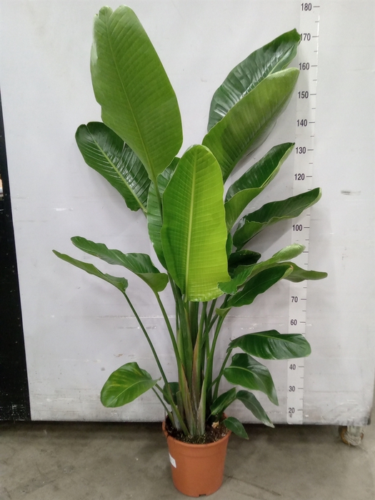 <h4>Strelitzia nicolai</h4>