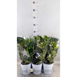 Stephanotis floribunda   ...