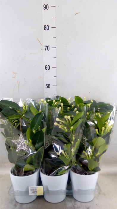 <h4>Stephanotis floribunda   ...</h4>