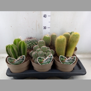Cactus   ...mix