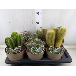 Cactus   ...mix