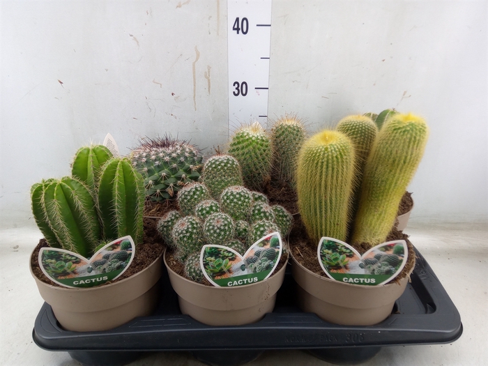 <h4>Cactus   ...mix</h4>