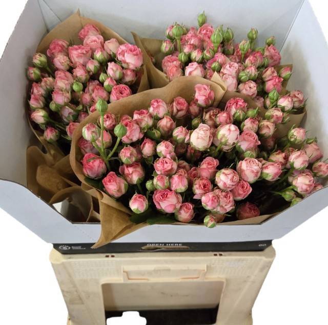 <h4>R TR CANDY YO-YO</h4>