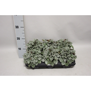 Indoor Peperomia 1
