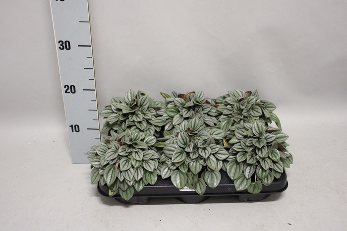<h4>Indoor Peperomia 1</h4>
