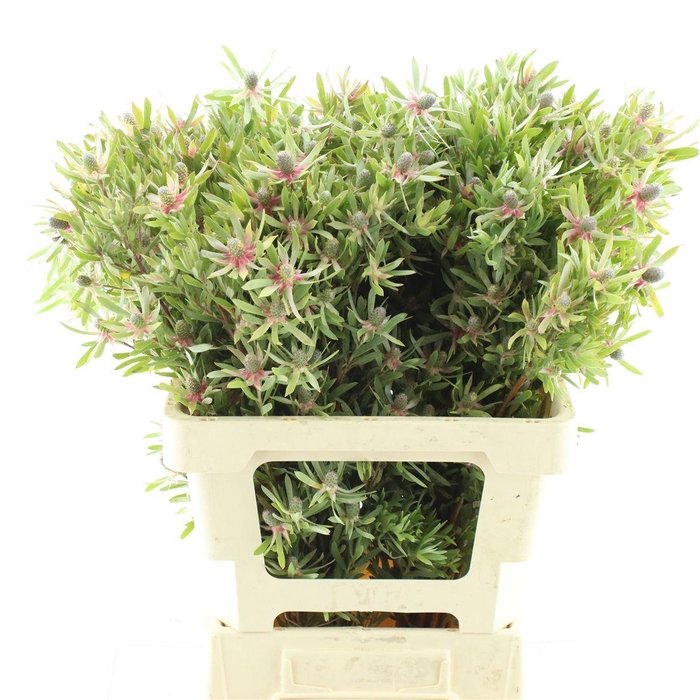 <h4>Leucad Ayo Star Pearl Spray</h4>