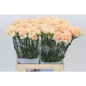 Dianthus St Apple Tea