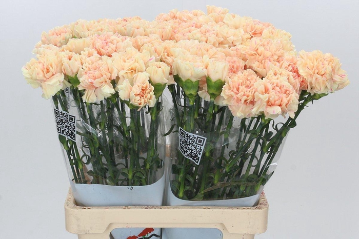 <h4>Dianthus St Apple Tea</h4>