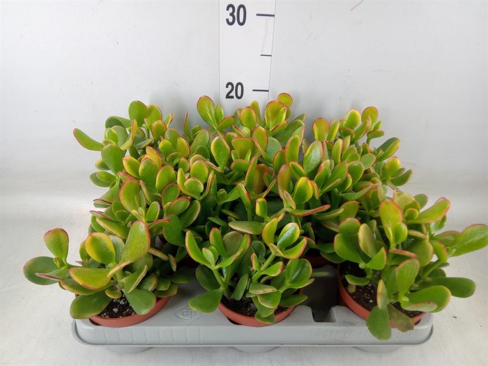 <h4>Crassula ovata 'Sunset'</h4>