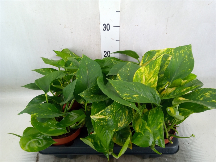 <h4>Epipremnum   ...</h4>