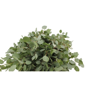 Euca Populus 300 Gram Za