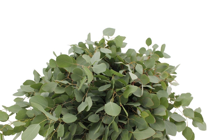 <h4>Euca Populus 300 Gram Za</h4>