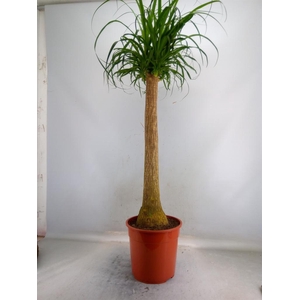 Beaucarnea recurvata