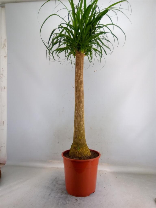 <h4>Beaucarnea recurvata</h4>