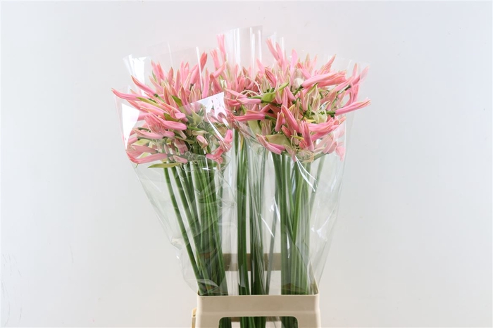 Nerine Casandra