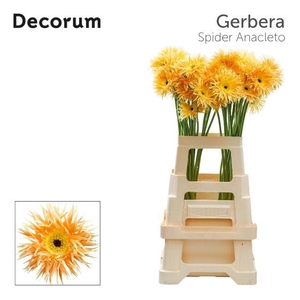 Gerbera Spider Anacleto Water x40 Lang
