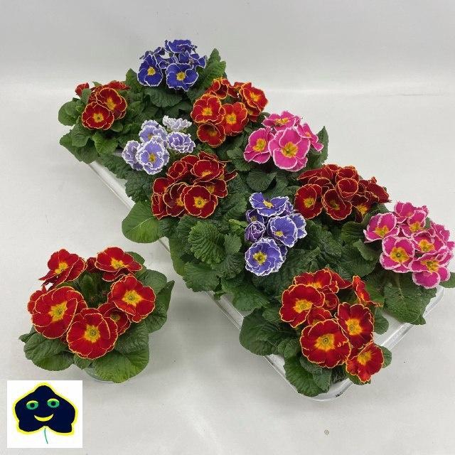 <h4>PRIM ACAULIS SPECIAL MIX</h4>