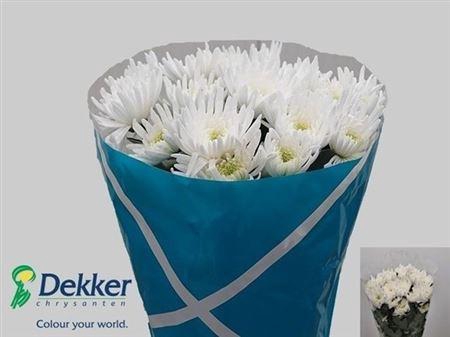 <h4>Chr T Topspin</h4>