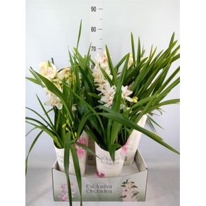 Cymbidium   ...