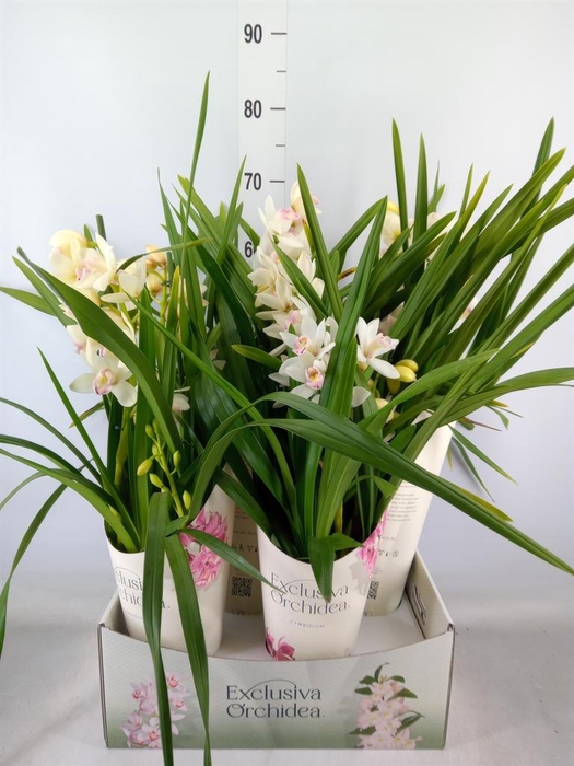 <h4>Cymbidium   ...</h4>
