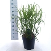 Miscanthus sinensis Zebrinus