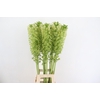 EUCOMIS POLE EVANTY