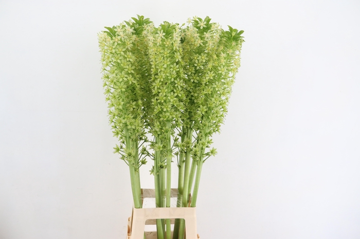 EUCOMIS POLE EVANTY