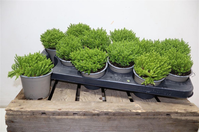 <h4>Hebe Emerald</h4>