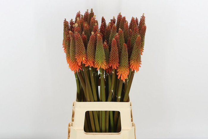 <h4>Kniphofia Alcazar</h4>