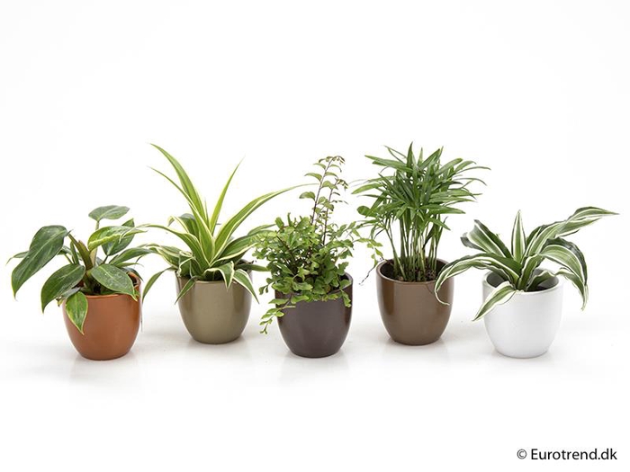 E 1843 with Lundager Green mix P6