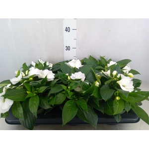 Impatiens NG 'Tamarinda White'