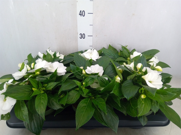 <h4>Impatiens NG 'Tamarinda White'</h4>