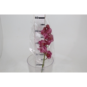 CYMBIDIUM HT MIN 9 FLS ROSA ESCURO