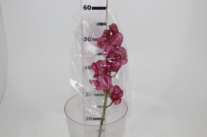 <h4>CYMBIDIUM HT MIN 9 FLS ROSA ESCURO</h4>