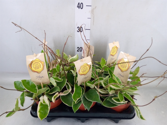 <h4>Hoya carnosa 'Krimson Queen'</h4>