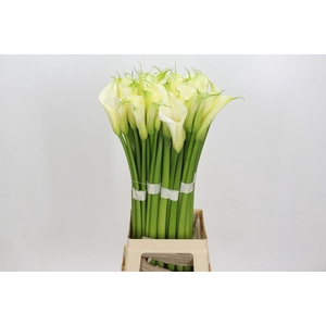 Zantedeschia Eydolls White