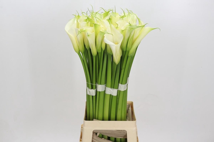 <h4>Zantedeschia Eydolls White</h4>