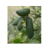 Citrus hystrix