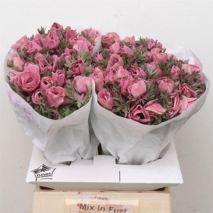 Anemone Powder Lie De Vin