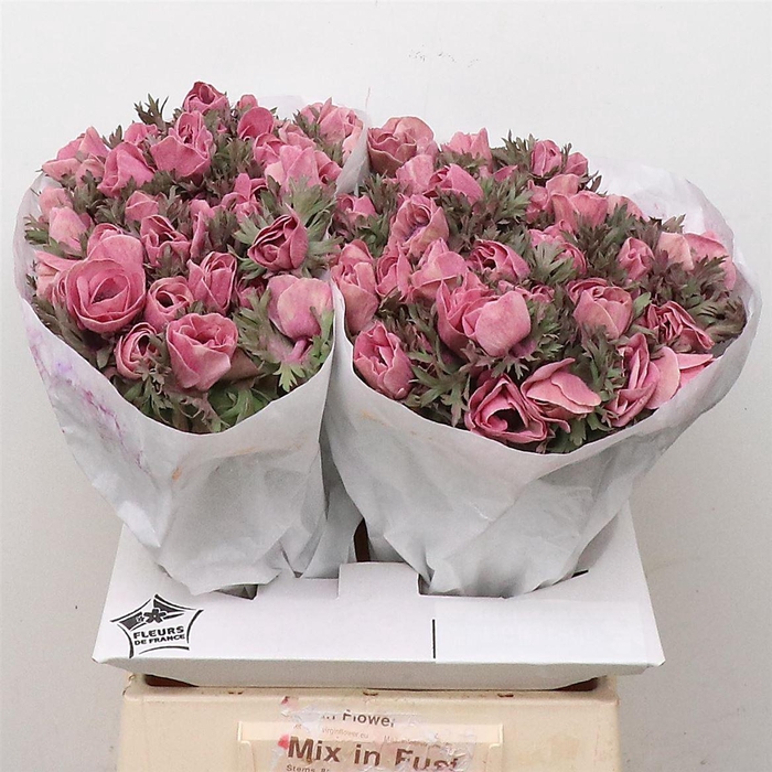 <h4>Anemone Powder Lie De Vin</h4>