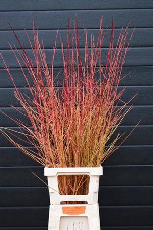 <h4>Cornus Sa Winter Beauty</h4>